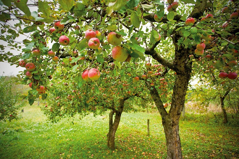 Cei mai buni pomi fructiferi