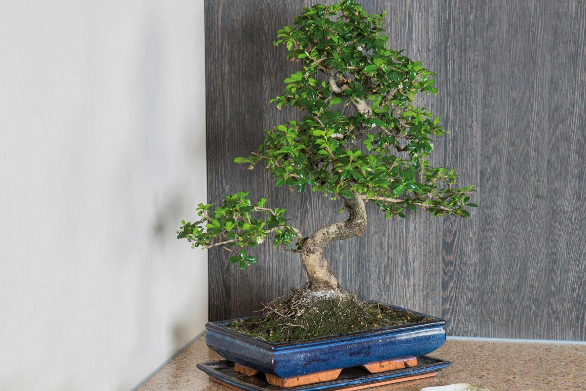 blanket corner teens Plantarea și îngrijirea bonsaiului | HORNBACH