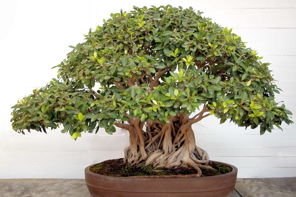 
				bonsai chinezesc

			