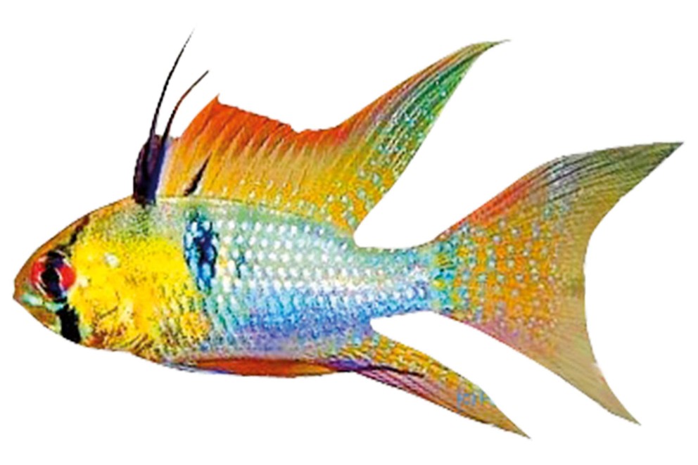 
				Peștele Ramirez sud american

			