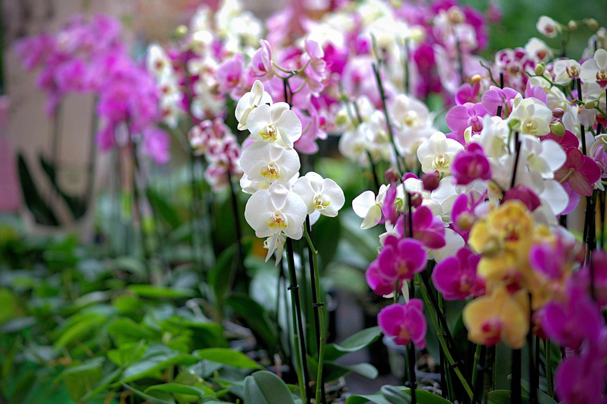 Îngrijirea orhideelor | HORNBACH