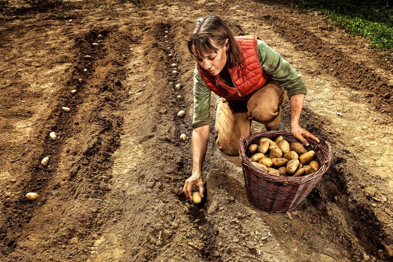 Plantarea cartofilor 