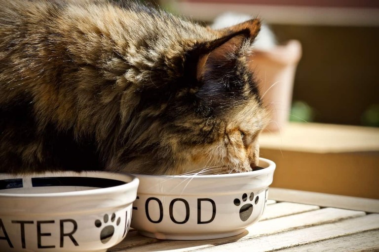 Cea mai bună hrană umedă pentru pisici