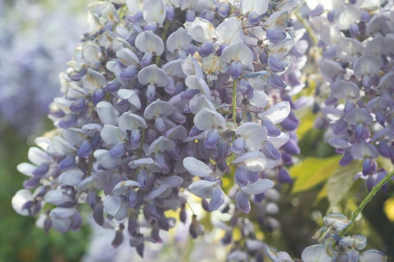 Glicina albastră - plantarea, tăierea, înmulțirea și îngrijirea plantei curgătoare Wisteria