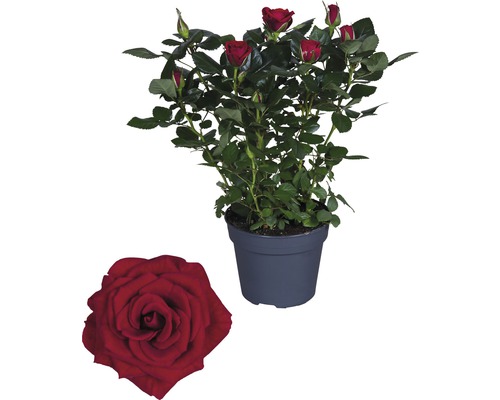 Trandafir floare mare FloraSelf Rosa 'Isabel' H 30-40 cm ghiveci Ø 13 cm roșu