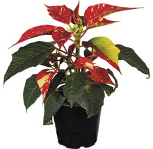 Crăciunița FloraSelf Euphorbia pulcherrima H 12-15 cm ghiveci Ø 6 cm roșu/alb-thumb-0
