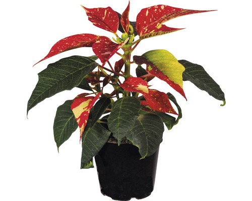 Crăciunița FloraSelf Euphorbia pulcherrima H 12-15 cm ghiveci Ø 6 cm roșu/alb-0
