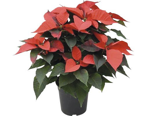 Crăciunița FloraSelf Euphorbia pulcherrima H 45-50 cm ghiveci Ø 17 cm roșu-0