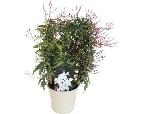 Iasomia FloraSelf Jasminum polyanthus H 25-30 cm ghiveci Ø 14 cm
