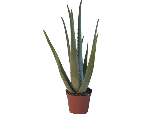 Aloe vera FloraSelf H 20-30 cm ghiveci Ø 14 cm-0