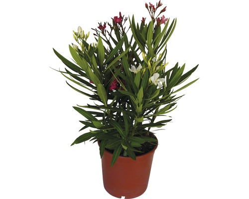 Leandru FloraSelf Nerium oleander H 40-60 cm ghiveci Ø 19 cm