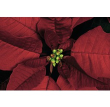 Crăciunița FloraSelf Euphorbia pulcherrima H 45-50 cm ghiveci Ø 17 cm roșu-thumb-1