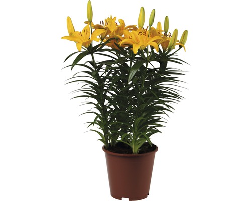 Crin FloraSelf Lilium asiatic ghiveci Ø 19 cm