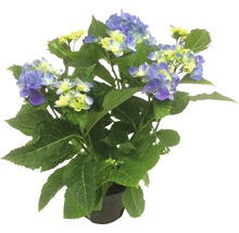 Hortensie FloraSelf Hydrangea macrophylla H 20-30 cm ghiveci Ø 28 cm albastră-thumb-0