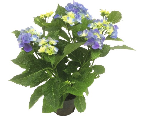 Hortensie FloraSelf Hydrangea macrophylla H 20-30 cm ghiveci Ø 28 cm albastră-0