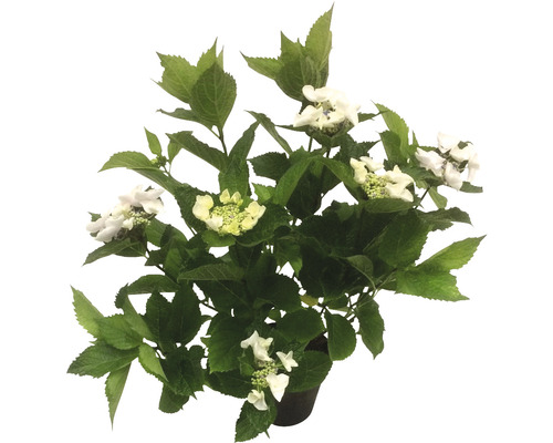 Hortensie FloraSelf Hydrangea macrophylla H 20-30 cm ghiveci Ø 28 cm albă-0