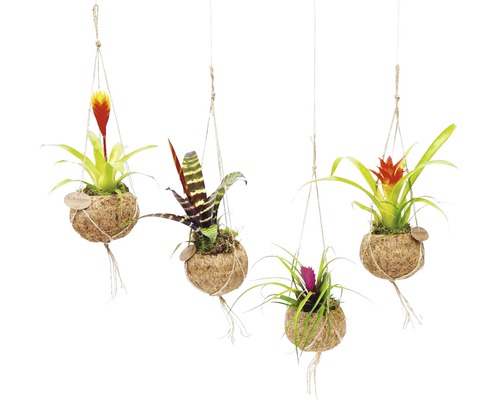 FloraSelf Kokodama Bromelia mix curgatoare H 25-30 cm ghiveci Ø 12 cm