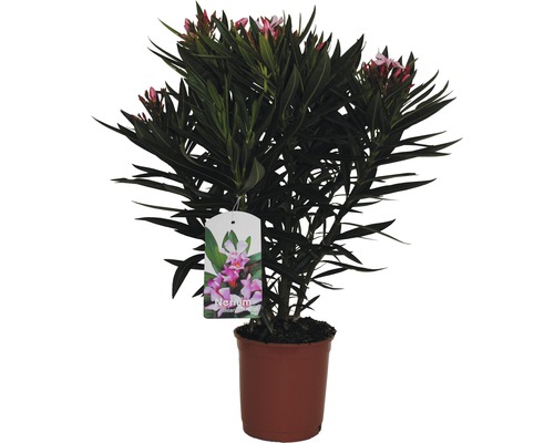 Leandru FloraSelf Nerium oleander H 20-30 cm ghiveci Ø 17 cm