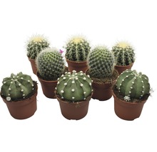 Cactus FloraSelf Echinocactus H 10,5-11,5 cm ghiveci Ø 10,5 cm-thumb-0