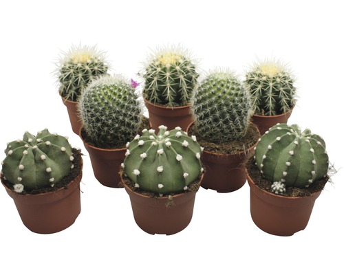 Cactus FloraSelf Echinocactus H 10,5-11,5 cm ghiveci Ø 10,5 cm-0