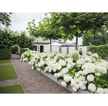 Hortensia Anabelle FloraSelf Hydrangea arborescens 'Strong Annabelle' H 15-30 cm Co 3 L-thumb-0