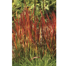 Iarba roșie japoneză FloraSelf Imperata cylindrica var.koenig 'Red Baron' H 10-40 cm Co 3 L, 3 buc.-thumb-0