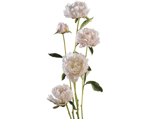 Peonia FloraSelf Paeonia lacitfolia H 15-30 cm Co 3,5 L alb-0