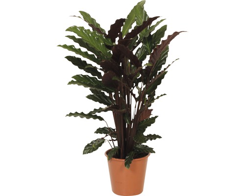 Planta care se roagă FloraSelf Calathea ornata 'Wavestar' H 80-90 cm ghiveci Ø 19 cm-0