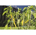 FloraSelf Tutore plante bambus 30cm Ø 4mm, 10 buc