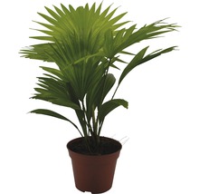 Plante verzi tropicale H 55-60 cm ghiveci Ø 16 cm-thumb-1