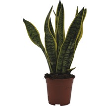 Plante verzi tropicale H 55-60 cm ghiveci Ø 16 cm-thumb-2