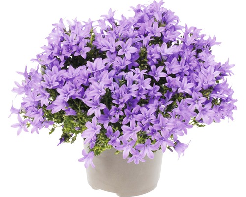 Clopoțel FloraSelf Campanula portenschlagiana 'Lavender' ghiveci Ø 20 cm