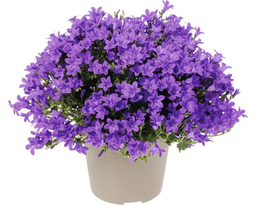 Clopoțel FloraSelf Campanula portenschlagiana 'Intens Purple' ghiveci Ø 20 cm