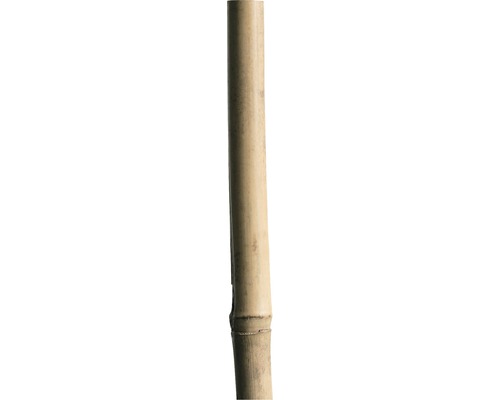 Arac din bambus 150 cm 12/14 mm, natur