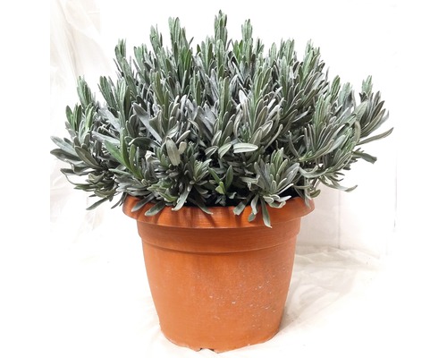 Levănțică FloraSelf Lavandula angustifolia H 40-60 cm ghiveci Ø 25 cm
