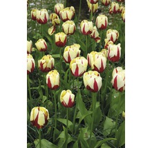 Bulb FloraSelf® lalea Triumph 'World Expression' roşu-alb 7 buc-thumb-1