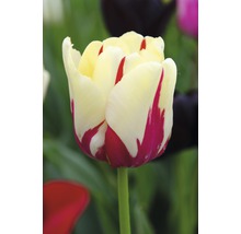 Bulb FloraSelf® lalea Triumph 'World Expression' roşu-alb 7 buc-thumb-2