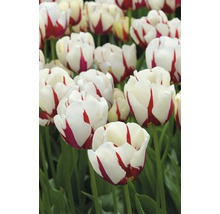 Bulb FloraSelf® lalea Triumph 'World Expression' roşu-alb 7 buc-thumb-3