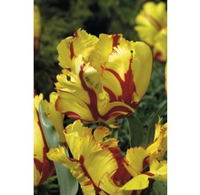 Bulb FloraSelf® lalea Parrot 'Texas Flame' galben-roşu 7 buc-thumb-2
