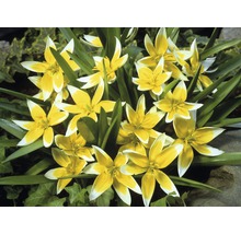 Bulb FloraSelf® lalea Botanica 'Tarda Dasystemon' galben-alb 15 buc-thumb-2