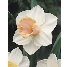Bulbi FloraSelf® narcise Large-Cupped 'Salome' alb 5 buc-thumb-1