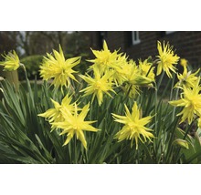 Bulbi FloraSelf® narcise Botanica 'Rip van Winkle' galben 5 buc-thumb-2