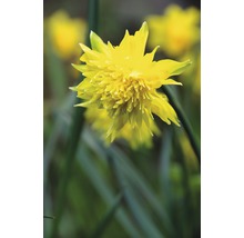 Bulbi FloraSelf® narcise Botanica 'Rip van Winkle' galben 5 buc-thumb-3
