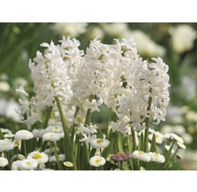 Bulb FloraSelf® zambile 'Orientalis' alb 5 buc-thumb-1