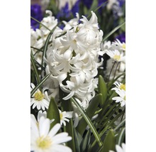 Bulb FloraSelf® zambile 'Orientalis' alb 5 buc-thumb-2