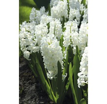 Bulb FloraSelf® zambile 'Orientalis' alb 5 buc-thumb-3