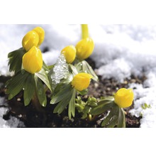 Bulb FloraSelf® anemonă de iarnă 'Cilicica' galben 10 buc-thumb-3