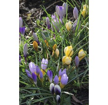 Bulb FloraSelf® brândușe amestec botanic colorat 20 buc-thumb-2
