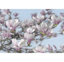 Fototapet hârtie Magnolia 368x254 cm-thumb-0