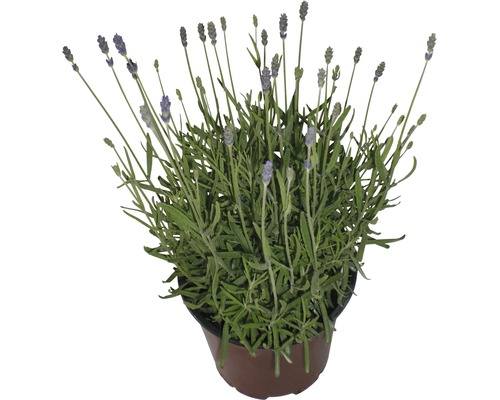 Levănțică FloraSelf Lavandula angustifolia 'Hidcote' H 30-40 cm ghiveci Ø 18 cm